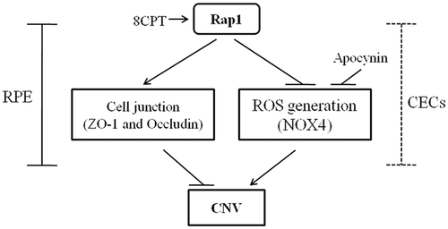 Figure 5. Schematic of Rap1 in regulating CNV. Rap1 inhibits CNV through enhancing cell junctions and decreasing ROS generation in RPE cells. An alternative mechanism may exist in which Rap1 inhibits CNV by regulating these function of CECs.