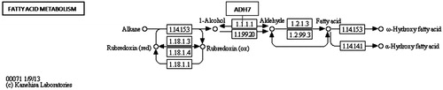 Figure 2. Adh7 enzyme in KEGG pathway: fatty acid metabolism (http://www.genome.jp/ kegg-bin/show_pathway?map00071+M00086).