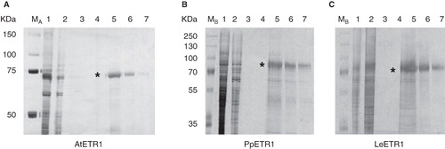 Figure 5. Purification of solubilized, His-tagged ethylene receptors AtETR1 (A), PpETR1 (B) and LeETR1 (C) by immobilized metal affinity chromatography. Samples from all purification steps were separated on 10% SDS-PAGE gels and proteins were visualized by silver-staining. Lane 1, supernatants after solubilization and centrifugation; lane 2, fractions of unbound protein after application to the affinity column; lane 3, washing fractions (no imidazole); lane 4, washing fractions with buffer supplied with 50 mM imidazole; lanes 5–7, elution fractions (lanes 5 and 6: 2 CV each, lane 7: 1 CV) containing ETR1 proteins (indicated by asterisk). Molecular weight markers: lane M A, Precision Plus Dual Color Protein Standards, Bio-Rad Laboratories (Munich, Germany); lane M B, PageRuler Plus Prestained Protein Ladder, Fermentas (St. Leon-Rot, Germany).
