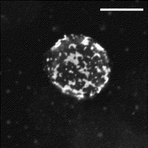 Figure 1.  Two-dimensional reconstruction of confocal Z-series recorded from a Jurkat T cell that was stained with FITC-CTB for 15 min on ice, and fixed with 4% paraformaldehyde. Images were obtained with a Zeiss LSM510META confocal microscope. Scale bar = 10 µm.