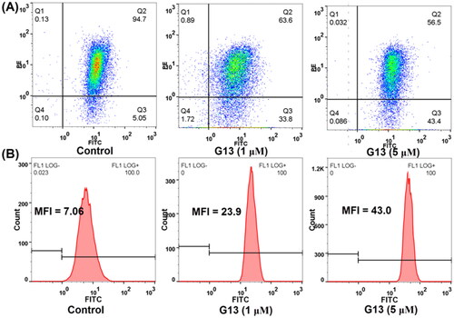 Figure 9. The effect of G13 on MMP and intracellular ROS level in MDA-MB-231 cells. (A) MDA-MB-231 cells were treated with 0.1% DMSO (control group), or G13 (1 μM or 5 μM) for 24 h, stained with JC-1 dye and analysed by flow cytometry. (B) ROS level was detected after treatment with 0.1% DMSO (control group), or G13 (1 μM or 5 μM) for 24 h. The data are representative of two independent experiments.