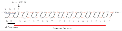 Figure 4. Region of 3’ end of ORF 10. The 0 reading frame is shown in the upper nucleotide sequence. Proposed slippery sequence (AAAAAAA) is indicated by a solid line box. The ORF stop codon is indicated by *. A potential −1 frameshift would result in the nucleotide sequence shown below. In the shifted reading frame, the original stop codon would be converted into 2 amino acid-specifying codons (ATA and GAA), and the protein translation product would be extended by 21 amino acids.