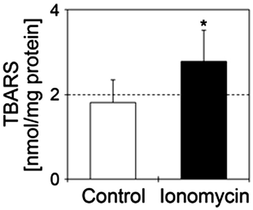 Figure 5. Ionomycin induces lipid peroxidation in N1E-115 cells. TBARS values are shown in the presence or absence of 1 μM ionomycin. Details of sample preparation and experimental conditions are as described in the section “Materials and methods”. White and black bars show control (n = 5) and ionomycin-treated cells (n = 5), respectively. Seventy-two hours after culture for neurite elongation, cells were treated with 1 μM ionomycin for 24 h. Data were analyzed using a Student’s t-test, indicates *p < .05 and ***p < .001 compared with control.