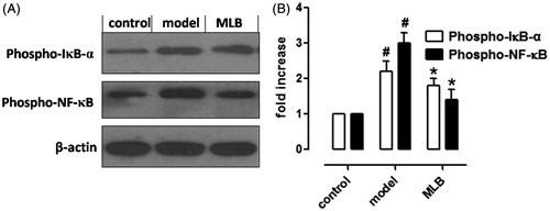 Figure 8. Effects of MLB on phosphorylated proteins that are involved in inflammation. (A) Phosphorylation of IκB-α and NF-κB was analyzed by western blot. (B) Graphs showing the protein ratio of phospo-IκB-α/β-actin and phospo-NF-κB/β-actin. MLB, magnesium lithospermate B; NF-κB, nuclear factor kappa B. Values are expressed as the mean ± S.D. n = 8. Significance was determined by ANOVA followed by Tukey’s test. #p < 0.05 versus the sham group, *p < 0.05 versus the control group.