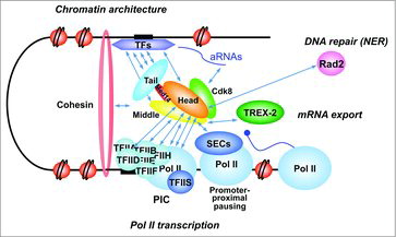 Figure 2. Mediator interactions within the nucleus. Mediator functions are closely related to its physical and functional interactions with nuclear proteins. Some of these contacts discussed in the review are summarized on the figure focusing on Pol II transcription (TF interactions, PIC assembly, promoter proximal pausing), but also extending to chromatin architecture, mRNA export or DNA repair. The cartoon represents a combined view from different studies in yeasts and metazoans. Identified interactions between Mediator and nuclear proteins and ncRNAs are shown. Mediator contacts with SECs, cohesin and ncRNAs were reported in metazoans. Mediator modules are shown in different colors with Med14 linking the three main modules (head, middle and tail).