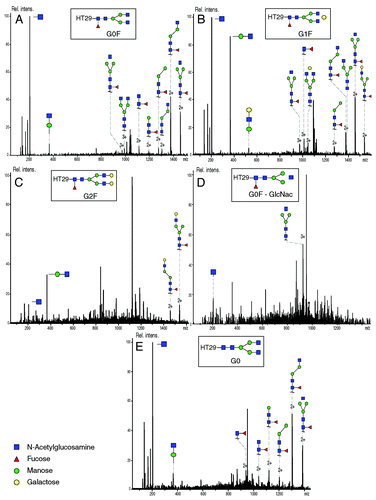 Figure 7. MS/MS fragmentation spectra of (A) HT29 - G0F (precursor m/z 1039.78; charge state 3+), (B) HT29 - G1F (precursor ion 1093.80; charge state 3+), (C) HT29 - G2F (precursor ion 1147.82; charge state 3+), (D) HT29 - G0F-GlcNac (precursor ion 972.10; 3+), (E) HT29 - G0 (precursor ion 991.09; charge state 3+). Experimental conditions described in Materials and Methods section.
