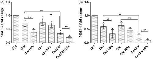 Figure 5. Effect of CurChr NPs on gene expression of MMPs in melanoma tumours in C57Bl6 mice. Effect of pure and nano formulated single and combination modalities of curcumin and chrysin on gene expression of (A) MMP-2 and (B) MMP-9 is shown. Compared to the negative control (C−), the expression of MMP-9 and MMP-2 genes were significantly decreased in all treated groups. This reduction had the highest amount in CurChr NPs group and then CurChr treated group for both genes. Also, the observed reduction was greater in nano groups compared to the pure groups. * and ** denotes p < .05 and p < .01, respectively.