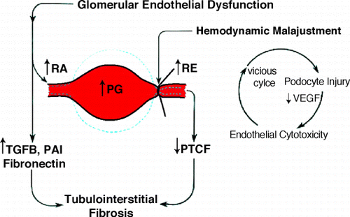 Figure 1. PG = intraglomerular hydrostatic pressure, PTCF = peritubular capillary flow, RA = afferent arteriole, RE = efferent arteriole, RPF = renal plasma flow. (View this art in color atwww.dekker.com.)