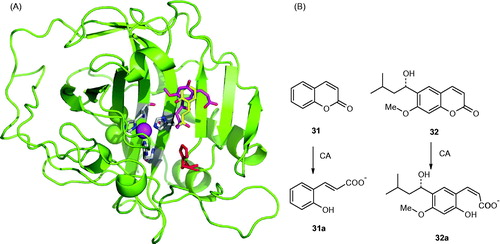 Figure 9. (A) Binding of the coumarin 31 hydrolysis product (trans-2-hydroxy-cinnamic acid 31a, in yellow) and coumarin 32 hydrolysis product (cis-2-hydroxycinnamic acid 32a, magenta) to the hCA II active site. The protein backbone is shown as green ribbon, the catalytic Zn(II) ion as violet sphere, with its three protein ligands (His94, 96, and 119, CPK colors) also evidenced. The proton shuttle residue (His64) is shown in red. (B) Coumarins 31 and 32 and their CA-mediated hydrolysis to 31a and 32a, respectivelyCitation124,Citation125.