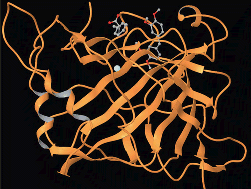 Figure 4.  Docking of compound 2 within the hCA I active site.