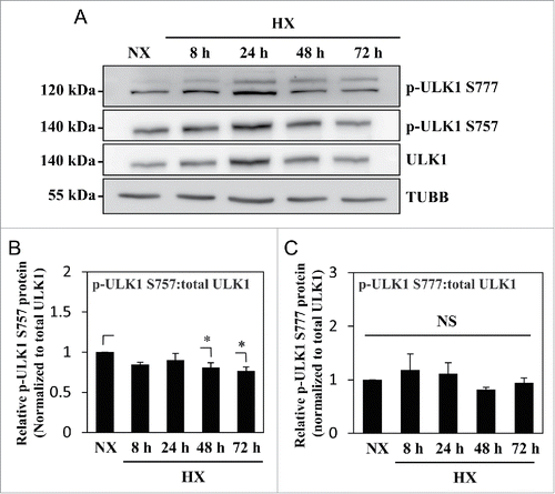 Figure 3. MTOR- and AMPK-dependent phosphorylation of ULK1 is unaffected by hypoxia. (A) Western blot analysis of NP cells cultured under normoxia (NX) or hypoxia (HX) for 8–72 h shows that the levels of p-ULK1 at Ser777 or Ser757 do not change with hypoxic culture. (B) Densitometric analysis of p-ULK1 Ser757 normalized to total ULK1 confirms MTOR-dependent ULK1 phosphorylation is unaltered under hypoxia until 24 h with very small decrease at 48 and 72 h. (C) p-ULK1 Ser777 level normalized to total ULK1 under hypoxia remains the same confirming AMPK phosphorylation of ULK1 is unaffected by hypoxia. Values shown are mean ± SE from at least 3 independent experiments. NS, nonsignificant; *, p < 0.05.