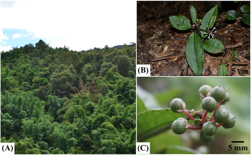 Figure 1. Images of the living plants of Ardisia brevicaulis and its growing environment. A.growing environment, B. living plants, C. fruits. Photos of species reference image were taken by the authors.