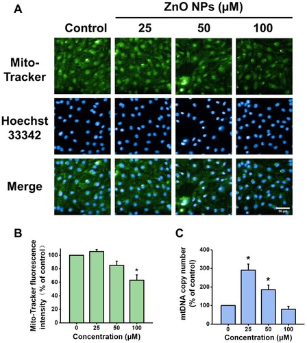 Figure 6 Effects of ZnO NPs on mitochondrial density and mtDNA copy number in hiPSC-CMs. HiPSC-CMs were treated with ZnO NPs at 0, 25, 50, and 100 μM for 6 h. Representative fluorescence images of the cells stained with Mito-Tracker (green) for mitochondria mass and Hoechst 33342 (blue) for nucleus (A, Scale bar = 50 μm), and quantitative analysis of Mito-Tracker fluorescence intensity (B). mtDNA copy number was determined by qPCR (C). Data were presented as mean ± SE (n = 3). *Compared with control, P < 0.05.