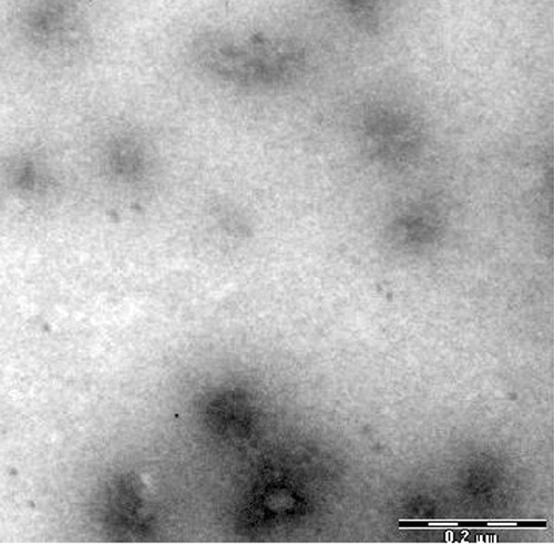 Figure 1. Transmission electron micrograph of ILG-5.