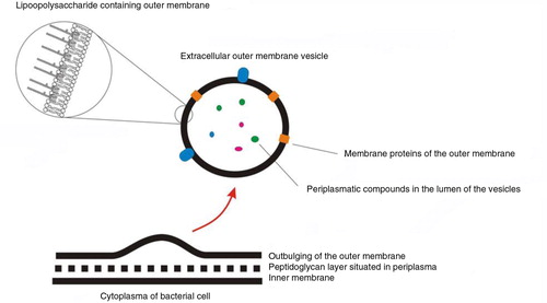 Fig. 11.  Biogenesis of an outer membrane vesicle (OMV).Initialized by outward bulging of the outer membrane, vesicles bud off the gram-negative cell and are then termed OMVs. The membrane of the vesicle is derived from the outer membrane and the lumen contains proteins and other biomolecules from the periplasma.