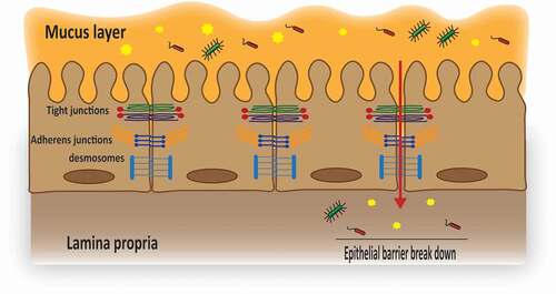 Figure 1. Schematic illustration of the epithelial junctional complexes.