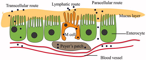 Figure 1. Three possible routes through the intestinal epithelium.