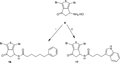 Scheme 4 Synthesis of compounds 16 and 17. Reagents: (i) a- Ph(CH2)5CO2H, TEA, ClCO2Et, CH2Cl2. b- 9, TEA, MeCN; (ii) a- 3-indolebutyric acid, TEA, ClCO2Et, CH2Cl2. b- 9, TEA, MeCN.