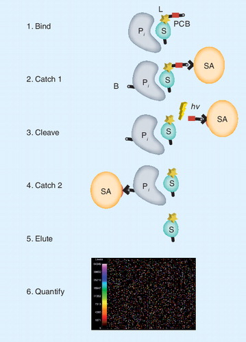 Figure 1. SomaLogic proteomics assay.(Step 1) The specific protein to be measured (P i) binds tightly to its cognate SOMAmer binding molecule (S), which includes a PCB and fluorescent label (L) at the 5´ end. (Step 2) Bound protein–SOMAmer complexes are captured onto streptavidin coated beads (SA) by PCB on the SOMAmer. Unbound proteins are washed away. Bound proteins are tagged with biotin (B). (Step 3) The PCB is cleaved by UV light (hn) and the protein-SOMAmer complexes are released into solution. (Step 4) The protein–SOMAmer complexes are captured onto SA and the SOMAmers are eluted into solution (Step 5) and recovered for quantification in Step 6, hybridization to a custom DNA microarray. Each probe spot contains DNA with sequence complementary to a specific SOMAmer, and the fluorescent intensity of each probe spot is proportional to the amount of SOMAmer recovered, which is proportional to the amount of protein present in the original sample.PCB: Photo-cleavable biotin; SOMAmer: Slow off-rate modified aptamer.