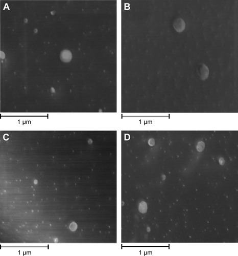 Figure 1 Cryo-scanning electron microscopy images of (A) SLN, (B) EGCG-SLN, (C) NLC, and (D) EGCG-NLC at 20,000× magnification.