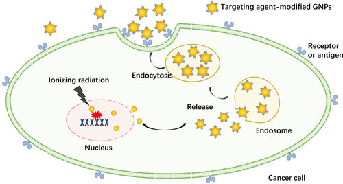 Figure 3 Active targeting for GNPs.