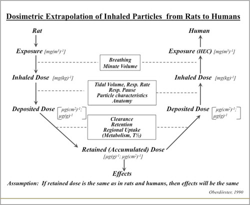 FIGURE 3. Dosimetric Extrapolation of Inhaled Particles from Rats to Humans.