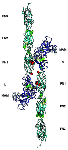 Figure 2. Overview of somatic mutations in type IIb RPTPs shown in the PTPRM homophilic dimer. The structure of the PTPRM homodimer was obtained from PDB ID 2V5Y determined by Aricescu et al.Citation37 and is shown as a ribbon diagram. The MAM and Ig region are colored slate and the FNIII modules are colored cyan. The residues that are mutated in cancers are shown as spheres colored based on the predicted effects of the location of the mutations (yellow, buried; green, interdomain interface; red, homophilic interface; white, solvent exposed). The expected effect of the mutations in yellow, green or red would be to impair homophilic interactions whereas the expected effects of mutating residues shown as white spheres are unknown.