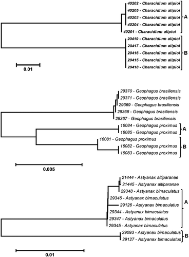 Figure 4.  K2P distance NJ tree of species with high conspecific genetic divergence. Voucher numbers indicated before species name. Astyanax altiparanae from the Upper Paraná Riber Basin.