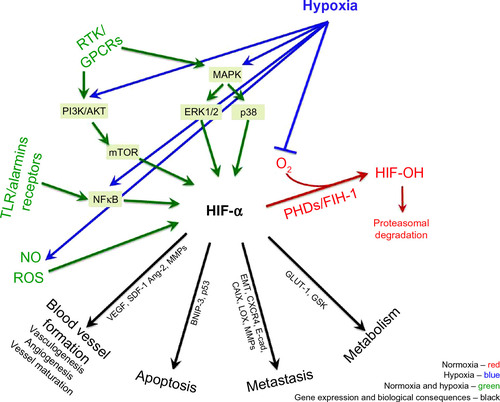 Figure 1 Regulation of HIF in normoxic and hypoxic conditions.