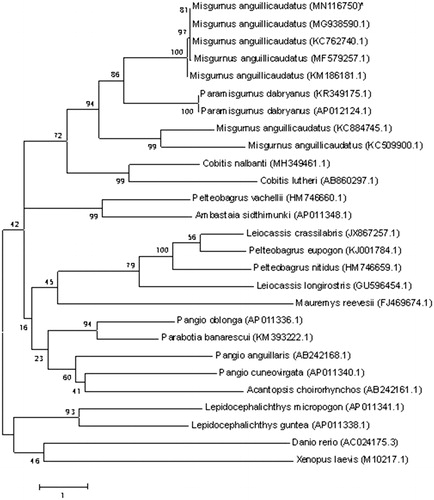 Figure 1. Phylogenetic relationship of Poyang M. anguillicaudatus stock with other loach as inferred by entire mitogenome. *The Poyang loach (accession number: MN116750) in the position of the evolutionary tree. Trees were reconstructed using MEGA 7 programme with neighbor-joining method. Numbers above branches are bootstrap values by 1000 replicates. The phylogenetic tree showed that Poyang loach to be one of Misgurnus, and the other loaches had their own branches.