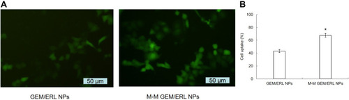 Figure 4 Cellular uptake efficiency of M-M GEM/ERL NPs and GEM/ERL NPs: cell images (A) and flow cytometry (B). *P < 0.05 compared with GEM/ERL NPs. MT1-MMP decorated M-M GEM/ERL NPs exhibited higher uptake ability (67.65 ± 2.87%) than GEM/ERL NPs (43.17 ± 2.37%). Data are presented as mean ± standard deviation (n=10).