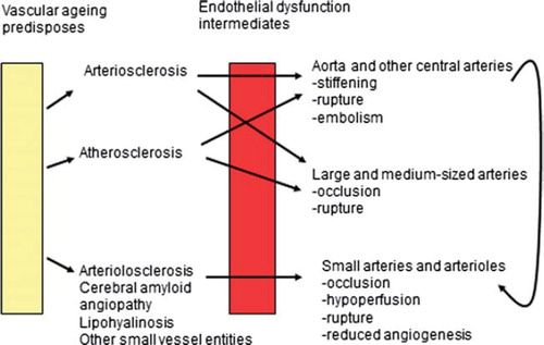Figure 2. Interplay between vascular ageing, vascular dysfunction, and vascular events. Stiffening of central arteries leads to systolic hypertension and stress for small arteries.