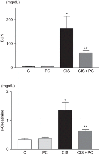 Figure 1.  Effect of PC on renal function. The levels of serum BUN and creatinine at 72 h after cisplatin injection (C, control cells; PC, PC only-treated mice; CIS, cisplatin-treated cells; Cis + PC, PC with cisplatin-treated mice).Note: *p < 0.05 versus C, **p < 0.05 versus CIS.