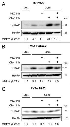 Figure 3. Gemcitabine-induced H2AX phosphorylation in dependence of MK2 and Chk1 inhibition in pancreatic cancer cell lines. BxPC-3 (A), MIA PaCa-2 (B), and PaTu 8902 (C) cells were treated with 100 nM gemcitabine and MK2 inhibitor, Chk1 inhibitor or both for 24 h. Then, H2AX phosphorylation was analyzed by immunoblot. “Relative γH2AX” indicates relative γH2AX intensities normalized to Hsc70 intensities. See Table S1 for raw data.