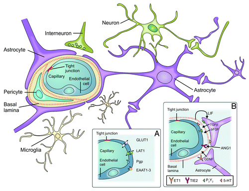Figure 2. Components of the blood-brain barrier. The blood-brain barrier consists of specialized capillary endothelial cells that are lined by the basal lamina, astrocytic endfeet, pericytes and microglial cells. (A) Among several other transporters and receptors brain endothelial cells express excitatory amino acid transporters (EAAT1–3), glucose transporter 1 (GLUT1), L-system for large neutral amino acids (LAT1) and P-glycoprotein (Pgp). (B) Surrounding cells intensely interact with endothelial cells and release soluble agents in order to support the maintenance of BBB functions [5-HT (5-hydroxytryptamine [serotonin]), angiopoetin 1 (ANG1), basic fibroblast growth factor (bFGF), endothelin 1 (ET1), glial cell line-derived neurotrophic factor (GDNF), leukemia inhibitory factor (LIF), purinergic receptor (P2Y2), transforming growth factor-β, endothelium-specific receptor tyrosine kinase 2 (TIE2)] (from ref. Citation42, with permission).