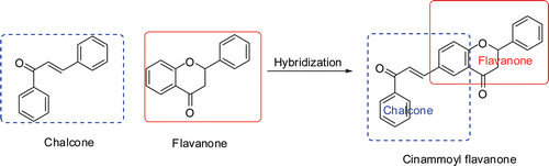 Figure 1.  Hybridization of chalcone and flavanone to Cinamoyl flavanone.