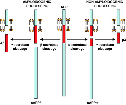 Figure 1.  Amyloidogenic and non-amyloidogenic processing of APP. The alternative, competitive routes of processing of APP through the consecutive actions of β- and γ-secretases (amyloidogenic pathway) or α- and γ-secretases (non-amyloidogenic pathway) are indicated. This Figure is reproduced in colour in Molecular Membrane Biology online.