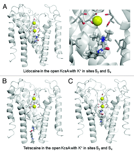 Figure 5. Examples of energy minimized complexes of lidocaine (A) and tetracaine (B and C) with the open KcsA (PDB entry 3PJS) and S2/S4 K+ occupancy of the selectivity filter. Two different docked locations of tetracaine are shown in (B) and (C).