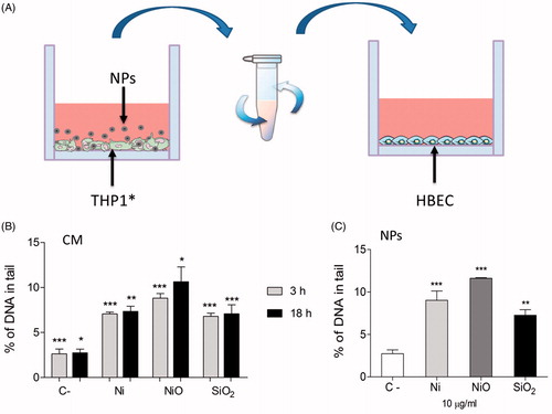Figure 4. DNA damage caused by conditioned media. (A) Conditioned media was generated by exposing THP1* cells to 50 µg/ml (15.8 μg Ni/cm2) for 3 or 18 h. Next, the media was removed and centrifuged in order to remove remaining particles. HBEC cells were then exposed to the NP-free CM. (B) CM from THP1* cells caused DNA damage in HBEC cells following 3 h exposure. (C) A lower concentration (10 µg/ml) of direct exposure to the particles caused similar extent of damage. The bars show mean ± SEM and significant differences compared to the control are marked with asterisks (* for p-value < 0.05, ** for p-value < 0.01, *** for p-value < 0.001).