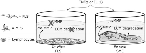 Figure 7. Synovial tissue generates active MMPs and degrades the ECM in response to TNFα or IL-1β ex vivo. In vitro primary fibroblast-like synoviocytes (FLS) cultured on type I and III collagen coating do not generate active metalloproteinases (MMPs), and, therefore, cannot generate extracellular matrix (ECM) degradations biomarkers like C1M, C3M, and acMMP3. Ex vivo cultured synovial membrane explants (SMEs) contain multiple cell types in their natural three-dimensional ECM, and generate active MMPs and release degradation biomarkers: C1M and C3M and the biomarker of activated MMP3, acMMP3, in a pro-inflammatory environment. MLS = macrophage-like synoviocytes.