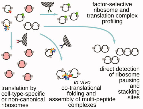Figure 4. Examples of translation (ribosome) footprint profiling that use additional methods of targeted translation complex isolation, based on the presence of (left to right) specialized ribosomes, in trans interactions with the other translating ribosomes and their nascent peptides, tightly-packed nuclease-resistant stretches of ribosomes (e.g. most commonly, di- and tri-somes) and specific translation factors associated with the respective complexes.