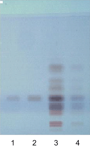 Figure 1.  HPTLC fingerprint (allilin) obtained from leaf extract of ex situ and in situ raised plants. Track assignment: 1–2: Reference substance (allilin) with RF sample; 3: in situ leaves extract; 4: ex situ leaves extract.