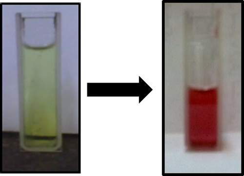 Figure 1. The change in color of the yellow medium after the formation of gold nanoparticles.