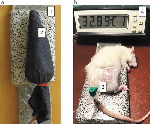Figure 1. Animal positioning for extremely low-frequency electromagnetic irradiation (a): 1 – apparatus; 2 – rat position. Intratumoral temperature measurements (b): 3 – fiber-optic sensor, 4 – thermometer