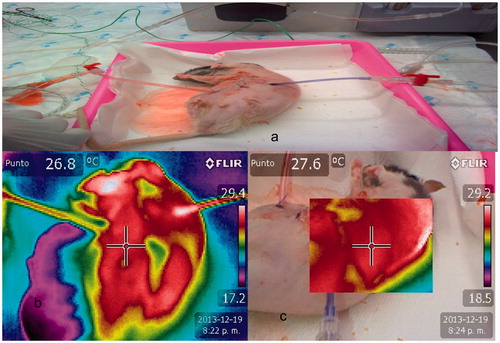 Figure 1. Thermographic images of closed chemohyperthermia in rats. There were homogeneity in temperature and thermal images. a. Closed recirculation in rat. b. Anterior thermal image during HIPEC. c. Lateral thermal infra-red image during HIPEC.