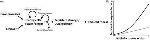 Figure 1. Core concepts of the Damage-Fitness Model. (A) Error processes of normal biological activities in the absence of a stressor induce damage in healthy cells, tissues, and organs. This accrues with chronological age. In addition, stressors of endogenous or exogenous origin inflict damage to cells and the body. Organisms minimize persistent damage by avoiding the source of the stressor, damage repair, and damage removal. When the stressor or induced damage exceeds the capacity of the organism to minimize damage, persistent damage and dysregulation of physiological systems occur. Accumulation of the damage reduces fitness of an individual. (B) Due to error processes of biological activities, persistent damage increases with age (gray line). With increasing intensity, duration, and frequency of a stressor, persistent damage also increases (black line). These two types of damage are predicted to be additive.