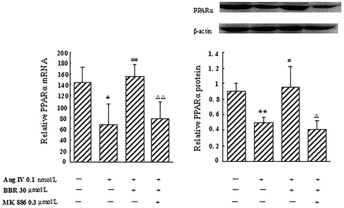Figure 2. Effect of berberine (BBR) on the expression of PPARα at the mRNA and protein level in angiotensin IV (Ang IV)-stimulated VSMCs. In Ang IV-treated VSMCs, the expression of PPARα decreased at the mRNA and protein levels. BBR (30 μmol/L) treatment markedly elevated PPARα mRNA and protein expression, which were significantly blocked by MK 886 (0.3 μmol/L). Results are represented by mean ± SEM, n = 4. *p < 0.05, **p < 0.01 vs control group; #p < 0.05, ##p < 0.01 vs Ang IV group; Δp < 0.05, ΔΔp < 0.01 vs Ang IV + BBR group. ‘+’ or ‘−’: treatment with or without relevant reagent.