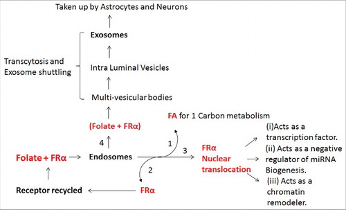 Figure 2. A summary of the different fates of FRα in (endosomes) and out of the cell (exosomes). (1) One of the pathways of folate transport is by way of endosomes in which folate binds FRα and the folate is used for 1 carbon metabolism; (2) Some FRα is recycled back to plasma membrane and (3) some translocated to the nucleus where it acts as a (i) transcription factor, (ii) negative regulator of miRNA biogenesis and (iii) chromatin remodeler; (4) FRα also undergoes exocytosis in the form of exosomes and is taken up by astrocytes and neurons.