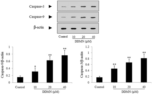 Figure 7. Effect of DDMN on levels of caspase-3 and caspase-9 in SGC-7901 cells. *p < 0.05, **p < 0.01, compared with the control.