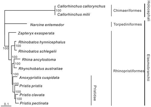 Figure 1. Phylogenetic position of Pristis pristis. The holocephalans Callorhinchus callorynchus (NC_014281.1) and Callorhinchus milii (NC_014285.1) were selected as the outgroup. Other species are Torpediniformes: Narcine entemedor (NC_025512.1); and Rhinopristiformes: Zapteryx exasperata (NC_024937.1), Rhinobatos hynnicephalus (NC_022841.1), Rhinobatos schlegelii (NC_023951.1), Rhina ancylostoma (NC_030215.1), Rhynchobatus australiae (NC_030254.1), Anoxypristis cuspidata (NC_026307.1), Pristis clavata (NC_022821.1), and Pristis pectinata (NC_027182.1).